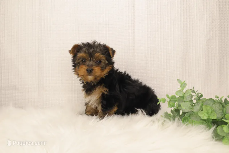 Tracker – Yorkshire Terrier puppy for sale in Sugarcreek, OH