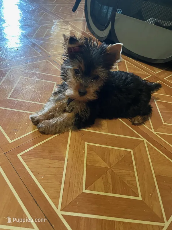 Shaq – Yorkshire Terrier puppy for sale in New York, NY