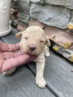 Olaf, a male Miniature Goldendoodle for sale in Home, PA – Photo 2 of 3