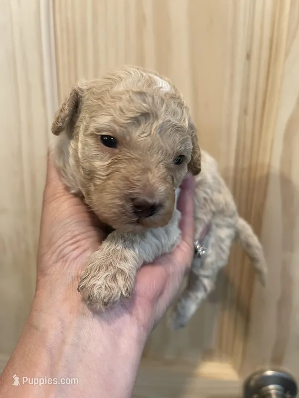 Olaf, a male Miniature Goldendoodle for sale in Home, PA – Photo 1 of 3