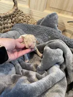 Olaf, a male Miniature Goldendoodle for sale in Home, PA – Photo 3 of 3