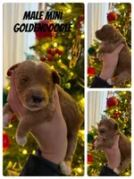 Fettuccine, a male Miniature Goldendoodle for sale in Home, PA – Photo 3 of 4