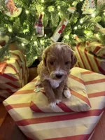 Fettuccine, a male Miniature Goldendoodle for sale in Home, PA – Photo 4 of 4