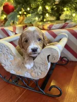 Fettuccine, a male Miniature Goldendoodle for sale in Home, PA – Photo 2 of 4