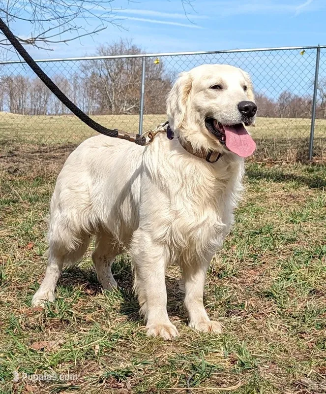 Captain – English Cream Golden Retriever puppy for sale in Home, PA
