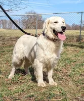 Captain, a male English Cream Golden Retriever for sale in Home, PA – 1 of 1
