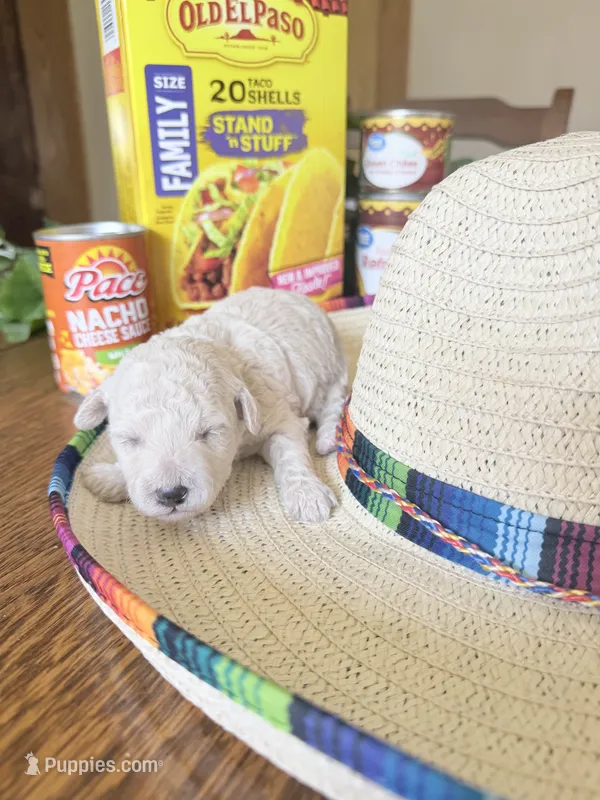 Taco – Miniature Goldendoodle puppy on hold in Home, PA