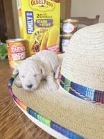 Taco, a female Miniature Goldendoodle for sale in Home, PA – 1 of 3