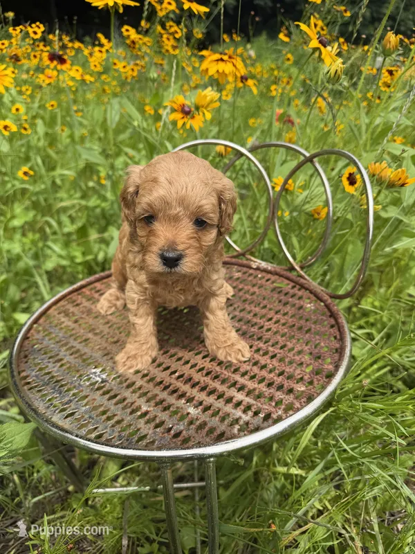 Lightning – Miniature Goldendoodle puppy for sale in Home, PA