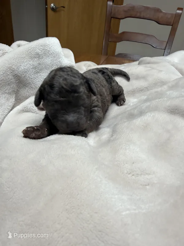 Espresso – Miniature Goldendoodle puppy for sale in Home, PA