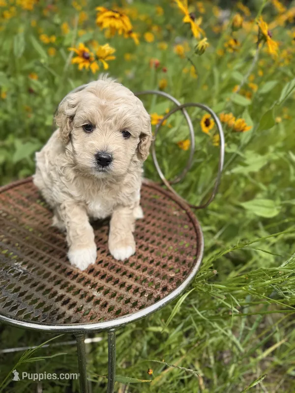 Frost – Miniature Goldendoodle puppy for sale in Home, PA