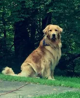Benny, a  Golden Retriever for sale in Home, PA – 2 of 2