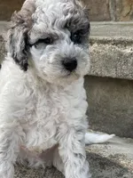 Rubicon, a male Miniature Goldendoodle for sale in Home, PA – Photo 2 of 4