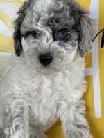 Rubicon, a male Miniature Goldendoodle for sale in Home, PA – Photo 1 of 4