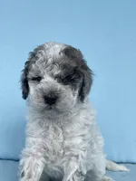 Rubicon, a male Miniature Goldendoodle for sale in Home, PA – Photo 3 of 4