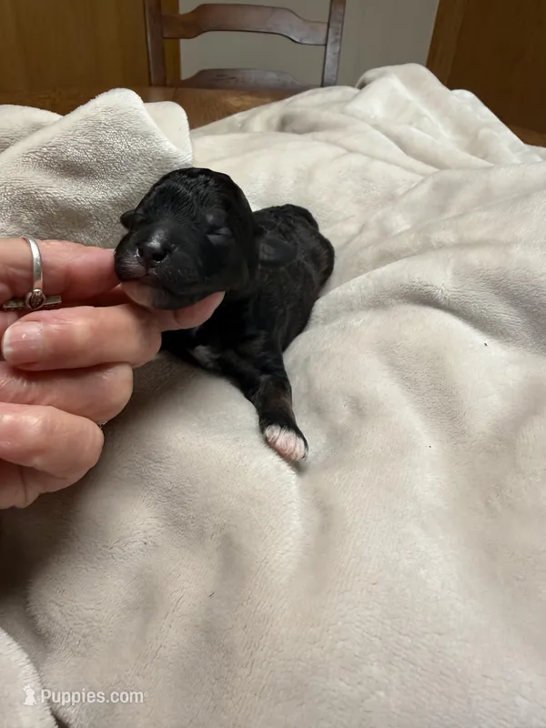 Mocha – Miniature Goldendoodle puppy for sale in Home, PA