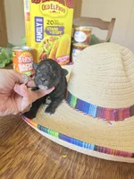 Bean, a male Miniature Goldendoodle for sale in Home, PA – 1 of 3