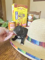 Burrito, a female Miniature Goldendoodle for sale in Home, PA – 3 of 3