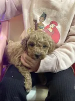 Dolly, a female Miniature Goldendoodle for sale in Home, PA – Photo 2 of 3