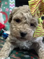 Dolly, a female Miniature Goldendoodle for sale in Home, PA – Photo 3 of 3