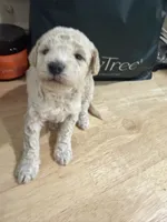 Bell, a male Miniature Goldendoodle for sale in Home, PA – 1 of 1