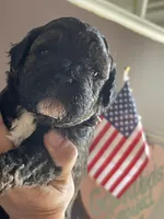 Luke, a male Miniature Goldendoodle for sale in Home, PA – Photo 3 of 5