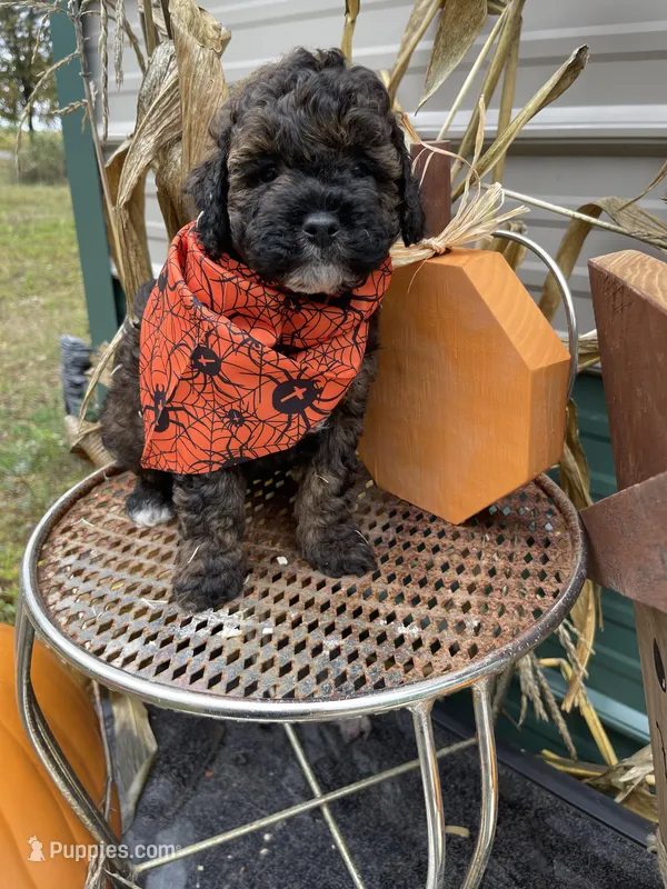 Luke, a male Miniature Goldendoodle for sale in Home, PA – Photo 1 of 5