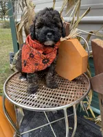 Luke, a male Miniature Goldendoodle for sale in Home, PA – Photo 1 of 5