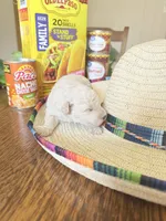 Taco, a female Miniature Goldendoodle for sale in Home, PA – 3 of 3