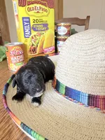 Burrito, a female Miniature Goldendoodle for sale in Home, PA – 1 of 3