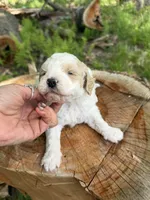Ice , a male Miniature Goldendoodle for sale in Home, PA – 3 of 5