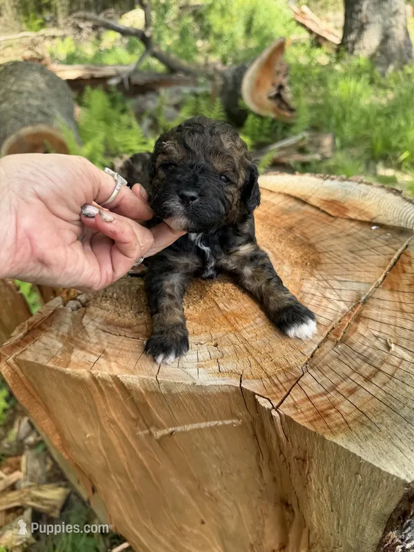 Mocha – Miniature Goldendoodle puppy for sale in Home, PA