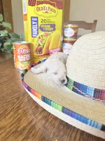 Taco, a female Miniature Goldendoodle for sale in Home, PA – 2 of 3