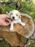 Ice , a male Miniature Goldendoodle for sale in Home, PA – 4 of 5