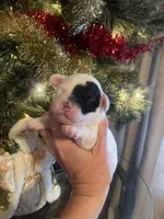 Jangle, a male Miniature Goldendoodle for sale in Home, PA – Photo 4 of 7