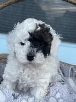 Jangle, a male Miniature Goldendoodle for sale in Home, PA – Photo 2 of 7