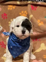 Jangle, a male Miniature Goldendoodle for sale in Home, PA – Photo 3 of 7