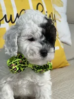 Jangle, a male Miniature Goldendoodle for sale in Home, PA – Photo 5 of 7