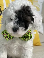 Jangle, a male Miniature Goldendoodle for sale in Home, PA – Photo 6 of 7