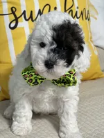 Jangle, a male Miniature Goldendoodle for sale in Home, PA – Photo 1 of 7