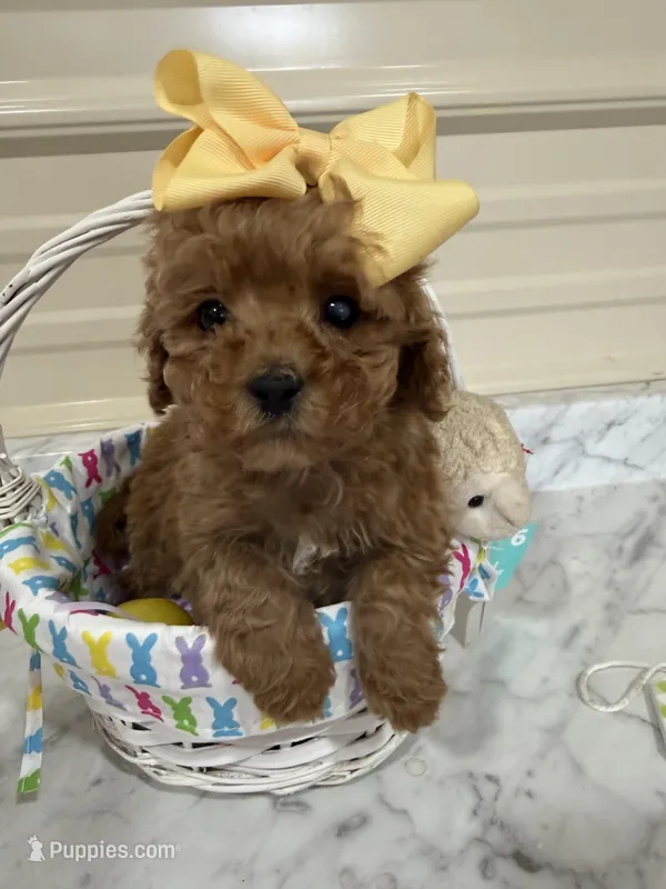 Poppu – Miniature Goldendoodle puppy for sale in Home, PA