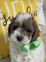 Jingle, a male Miniature Goldendoodle for sale in Home, PA – Photo 4 of 5