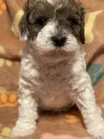 Jingle, a male Miniature Goldendoodle for sale in Home, PA – Photo 3 of 5