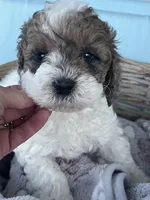 Jingle, a male Miniature Goldendoodle for sale in Home, PA – Photo 2 of 5