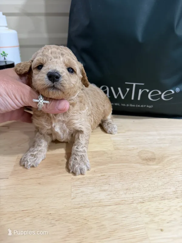 Liberty – Miniature Goldendoodle puppy for sale in Home, PA