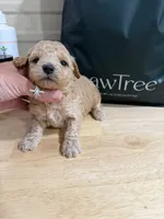 Liberty, a male Miniature Goldendoodle for sale in Home, PA – 1 of 1