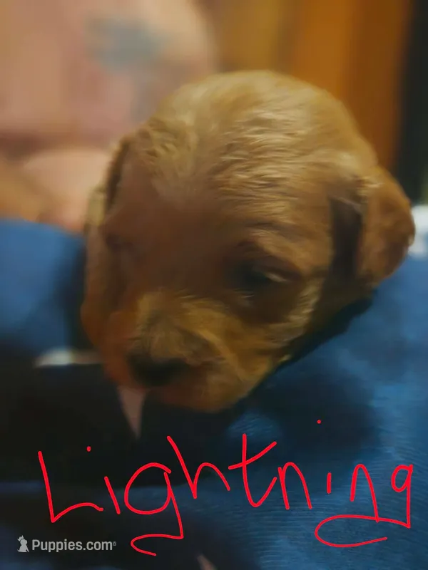 Lightning – Miniature Goldendoodle puppy for sale in Home, PA