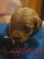Lightning, a male Miniature Goldendoodle for sale in Home, PA – 1 of 1