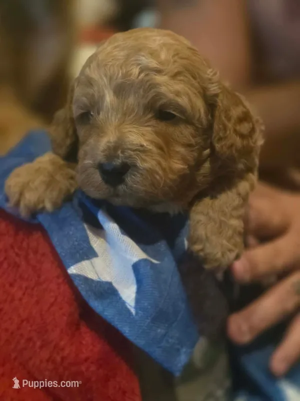 Storm – Miniature Goldendoodle puppy for sale in Home, PA