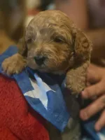 Storm, a female Miniature Goldendoodle for sale in Home, PA – 1 of 1